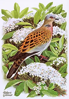 Streptopelia: TURTLE DOVE