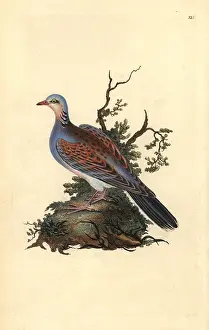 Streptopelia: Turtle dove, Streptopelia turtur