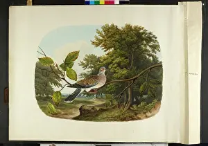 Dunscombe: The turtle dove Streptopelia turtur
