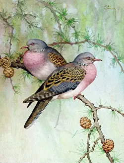Hopking: Two turtle doves on a pine tree