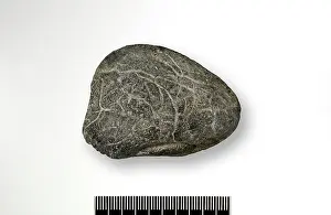 Bivalve: Turtle skull bivalve