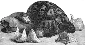 Ingredients: Turtle, swallow's nests and oxtail