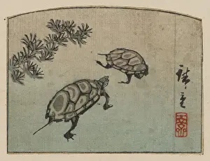 Turtles: Turtles