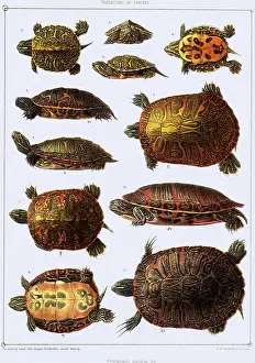 Turtles: Turtles