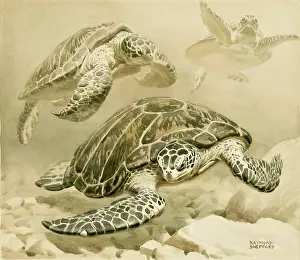 Riverbed: Three turtles swimming underwater