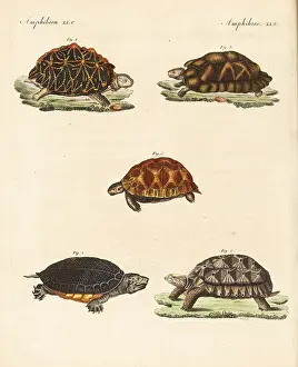 Marginata: Turtles and tortoises