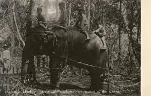 Yang: Tuskless Elephant trained in Myanmar