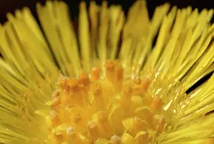 Asterales: Tussilago farfara, coltsfoot