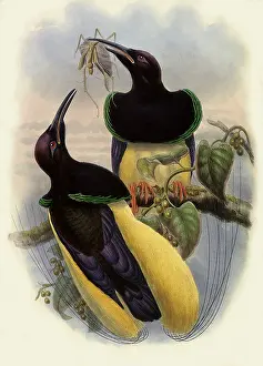 Melanoleuca: Twelve-wired Birds of Paradise