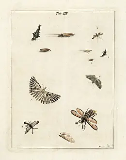 Dragonflies: Twenty-plume moth and other moths