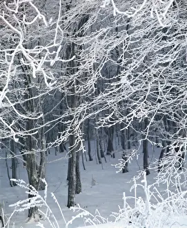 Nemec: Twigs in winter