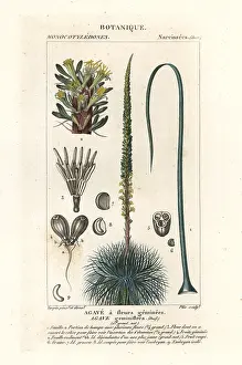 Agave: Twin flowered agave, Agave geminiflora