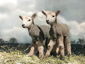 Thecolourisedpic: TWIN LAMBS