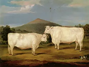 Contemplating: Twin White Oxen