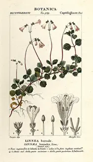 Laurier: Twinflower, Linnaea borealis