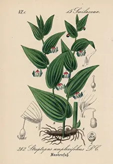 Schlechtendal: Twistedstalk, Streptopus amplexifolius