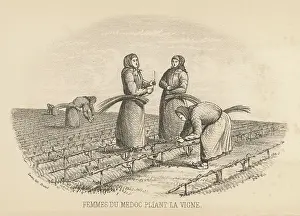 Twisting: TWISTING VINE, MEDOC