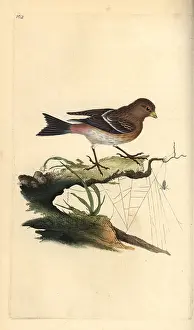 Carduelis: Twite, Carduelis flavirostris