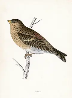 Linnet: TWITE (MORRIS)