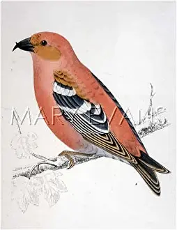 Loxia: TWO-BARRED CROSSBILL