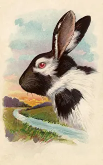 Gently: Two-Colored Bunny