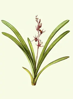 Rises: Two-Colored Orchidaceae