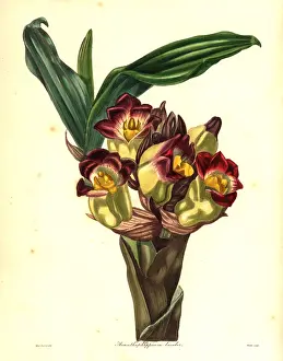 Bicolor: Two-coloured acanthephippium orchid, Acanthephippium bicolor