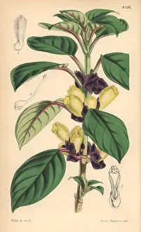 Two Coloured: Two-coloured alloplectus, Alloplectus dichrous