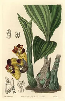 Two Coloured: Two-coloured barrel-orchis, Acanthophippium bicolor
