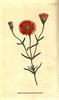 Mesembryanthemum: Two-coloured fig marigold, Mesembryanthemum bicolorum