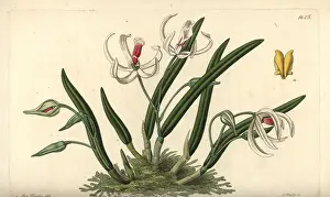 Bicolor: Two-coloured leptotes orchid, Leptotes bicolor