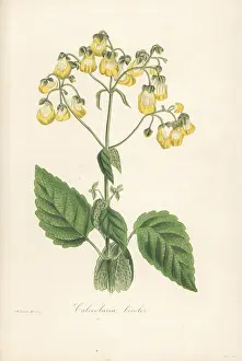 Volume 1: Two-coloured slipperwort, Calceolaria bicolor