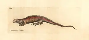 Two Faced: Two-faced neusticurus, Neusticurus bicarinatus