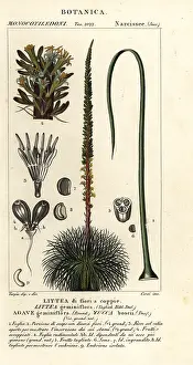 Agave: Two-flowered agave, Dracaena boscii