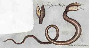 C1770: TWO-HEADED SNAKE/C.1770