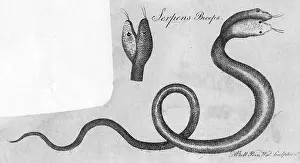 Freak: TWO-HEADED SNAKE/C.1770