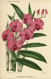 Stroobant: Two-humped dendrobium orchid, Dendrobium bigibbum