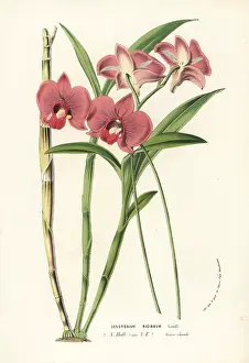Serres: Two-humped dendrobium orchid, Dendrobium bigibbum