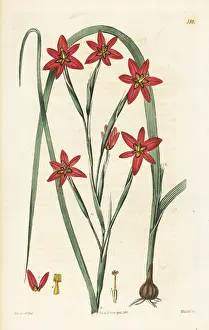 Miniata: Two-leaf cape tulip, Moraea miniata