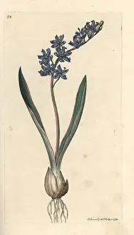 Scilla: Two-leaved squill, Scilla bifolia
