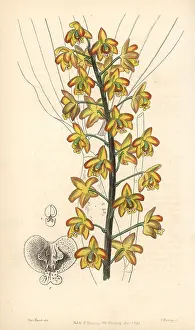 Biloba: Two-lobed eriops, Eriopsis biloba