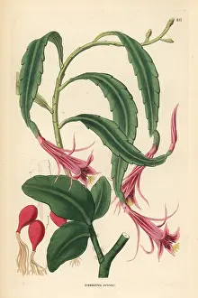 Disocactus: Two-shaped torch-thistle, Disocactus biformis