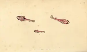 Bimaculatus: Two-spotted clingfish, Diplecogaster bimaculata bimaculata