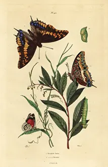 Foxy: Two-tailed pasha and Cramer's eighty-eight butterfly
