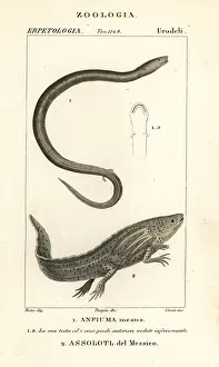 Bootlace: Two-toed amphiuma and critically endangered axolotl