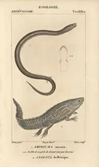 Looper: Two-toed amphiuma and wooper looper or axolotl
