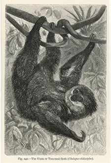 Toes: TWO-TOED SLOTH