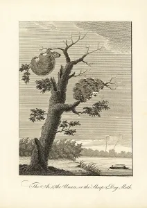 Stedman: Two-toed sloth and pale-throated three-toed sloth