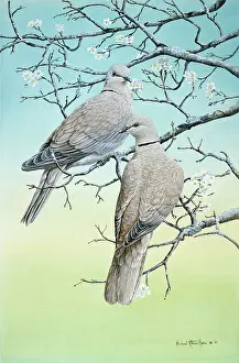 Twos: Two's Company ' collared doves