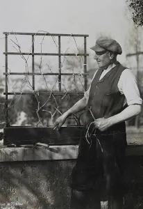 Maass: Tying up of a wine trellis by a gardener